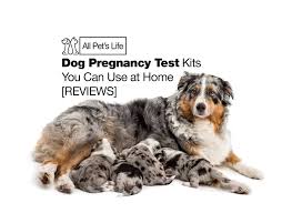 He licks his bowl clean every night. 7 Dog Pregnancy Test Kits You Can Use At Home 2021 Reviews All Pet S Life