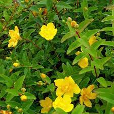 Pianta caducifoglia vigorosa a prolungata fioritura estiva altezza: Hypericum Hidcote Vendita Piante Online Letuepiante