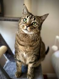 If you knew our little girl Bobbi, Leo's sister, then you will see Bobbles  in this little head tilt Leo just gave me 🥹