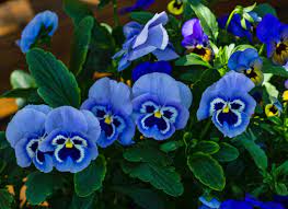 Blue Pansies In Bloom Pansies Pansies Flowers Amazing Flowers