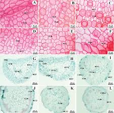 Image result for Suaeda sp. B