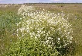 Image result for Crambe kilimandscharica