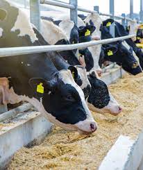 Il cibo per cani green.fer con l'estratto di rosmarino dogbauer è il preferito dagli allevatori più evoluti. Cos E Un Mangime Dagli Ingredienti Mangimi Alle Funzionalita