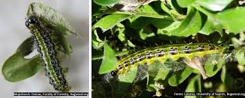Image result for caterpillar box tree moth inside buxus plant