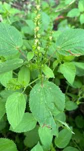 Image result for Acalypha ciliata