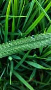 Kegiatan penyerbukan bunga pada anthurium bisa dilakukan apabila ada bantuan manusia maupun hewan. Shnaruto Shterate Sawah Etanomah Narutoterate Hd Wallpaper Peakpx