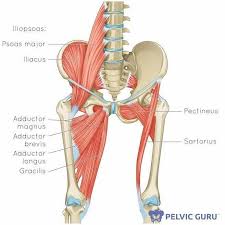 It is also referred to as a ball and socket joint and is surrounded by muscles, . Hip Adductor Stretches To Get You Mobile With Modifications Laura Meihofer