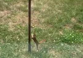 People will use vegetable oil or petroleum jelly. Squirrel Runs On The Spot As It Tries To Climb Greased Bird Feeder Big World Tale
