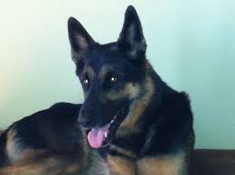 Black And Silver German Shepherd Puppies For Sale In Nc Jack Heather In North Carolina North Carolina Animals Dogs