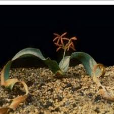 Image result for Boscia salicifolia