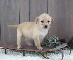 Find labradoodle puppies for sale with pictures from reputable labradoodle breeders. Mini Labradoodle Puppies Indiana The Y Guide
