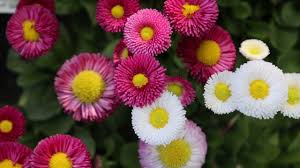 Image result for Bellis