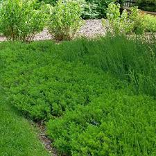 Image result for Clutia paxii