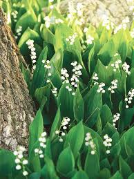 Most paperwhites display pure white blooms, but yellow and orange varieties are also available. Bloodroot Better Homes Gardens