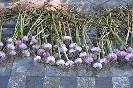 Check spelling or type a new query. How To Cure And Store Garlic After Harvesting Gardener S Path
