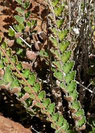 Image result for Blotiella sinuata