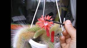 How and when to collect cactus seed pods harvesting cactus fruit for seeds, grow cactus from seed 100 success rate, cactus seeds for beginners all you need to 14:29. Pollinating Cactus Flowers For Seed Cleistocactus Monkey S Tail Cactus Youtube