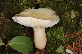 Image result for Russula perlactea