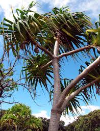 Image result for Pandanus sp. B