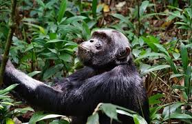 Image result for Lovoa swynnertonii