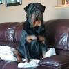 If you are unable to find your rottweiler puppy in our puppy for sale or dog for sale sections, please consider looking thru thousands of rottweiler dogs for adoption. Https Encrypted Tbn0 Gstatic Com Images Q Tbn And9gcqwbo50daekly3ejrltlts0yeqqq Uafxopsuh9uq 8w81ym5 D Usqp Cau