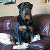 Giant rottweiler puppies for sale in mississippi. 1