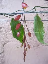 Image result for Thunbergia mysorensis