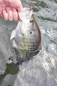 Maybe you would like to learn more about one of these? Four Early Hot Spots For Crappie Fishing