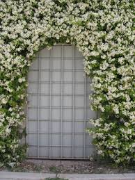 Jasmine, star jasmine, creeper, ivy, climber, wall. Confederate Jasmine Live Plant 1 Gallon Very Fragrant Vine Etsy Wall Climbing Plants Evergreen Vines Confederate Jasmine