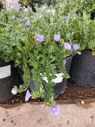 Image result for Convolvulus