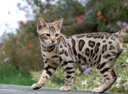 Maine coon kittens and cats. Wild Beach Bengal Cat Breeder Bengal Cats For Sale Brown Spotted Bengal Kittens And More Bengal Cat Breeders Bengal Cat Bengal Cat For Sale