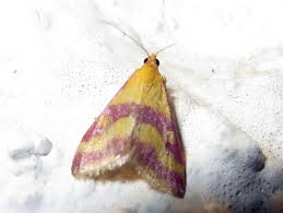 Image result for Pyrausta sanguinalis