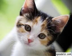 kedi resimleri hayvan bebekler sevimli hayvan yavrulari cute kittens