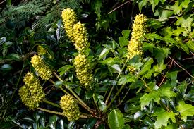 Image result for Helixanthera woodii
