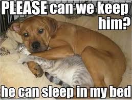 25 Best Animal Memes Images On Disqora Funny Animal Memes Images Disqora Goruntuler Ile Hayvan Mizahi Sevimli Kopek Yavrulari Kopek