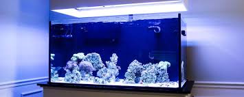 Maybe you would like to learn more about one of these? Custom Aquariums Glass Fish Tanks Diy Aquariums Saltwater Aquariums