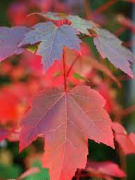 Pin By Juan Manuel Salas On Garden Red Maple Tree Maple Tree Landscape Maple Tree
