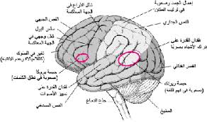 الخلل الوظيفي للدماغ بحسب الموضع اضطرابات الدماغ والنخاع الشوكي والأعصاب دليل Msd الإرشادي إصدار الم ستخد م
