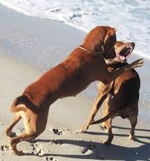 This empowers people to learn from each other and to better understand the world. 7 Easy Ways To Train A Dog To Get Along With Other Dogs Pethelpful