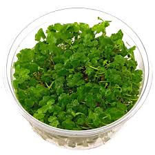 Image result for Hydrocotyle
