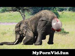 Hot indian movies, fresh gujarat sex, indian fat tits. à¤¸à¤° à¤œà¤° à¤¸ à¤¬à¤š à¤š à¤• à¤¸ à¤ª à¤¦ à¤¹ à¤¤ à¤¹ à¤¦ à¤– à¤see How The Baby Is Born With Surgery By Sk India From à¤š à¤¤ à¤¸ à¤¨ à¤•à¤²à¤¤ à¤¬à¤šà¤š Watch Video Mypornvid Fun