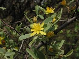 Image result for Grewia flava