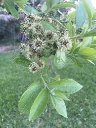 Image result for Combretum mkuzense