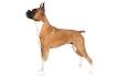Boxer Dog Breed Information - American Kennel Club