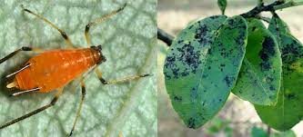 Image result for sooty mould