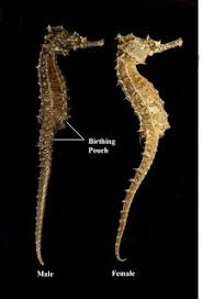 Pembuahan terjadi di dalam tubuh dari sang induk. Kuda Laut Bersalin