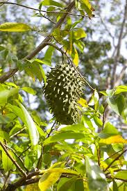 The fruits generally blush red, though not as heavily as the custard apple. Annona Wikiwand