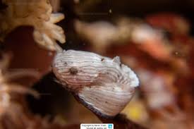 Image result for Liparis mulindana