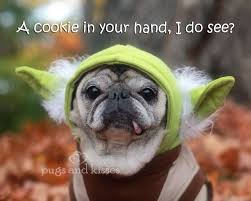 Yoda Pug Pugs Funny Pugs Pugs And Kisses