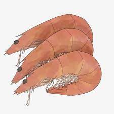 Cartoon Shrimp Material Cartoon Clipart Shrimp Clipart Cartoon Png Transparent Clipart Image And Psd File For Free Download Cartoon Clip Art Cartoon Styles Cartoon
